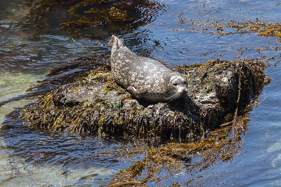 Harbor seal hauled out on rock
